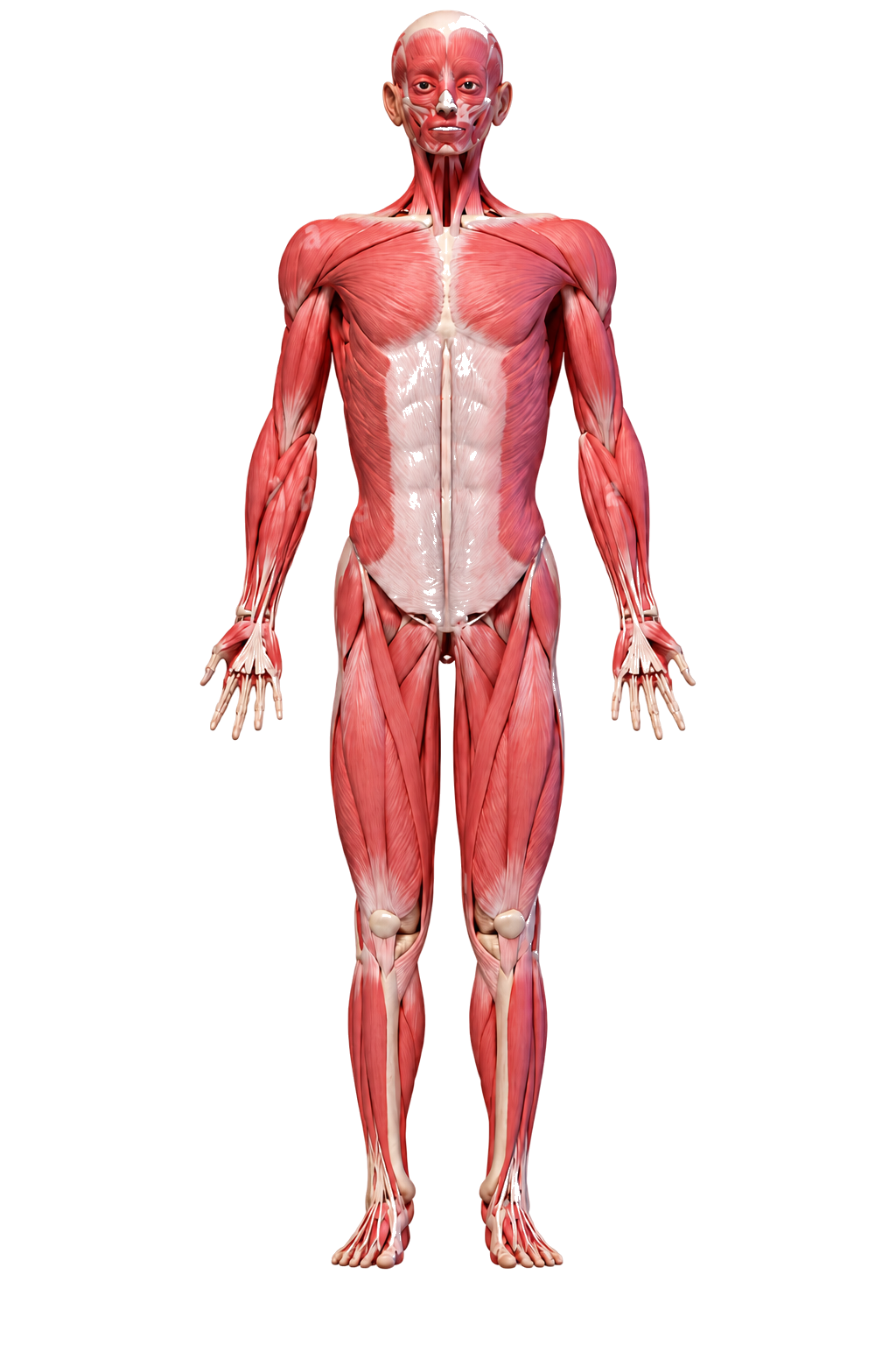 Body Front View